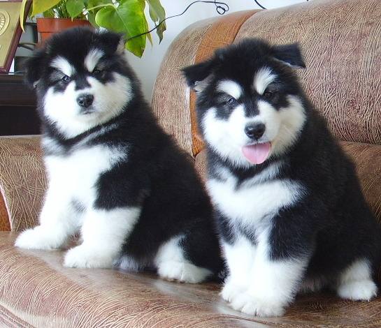 养好犬的人太不容易,为什么不建议新手养阿拉斯加犬