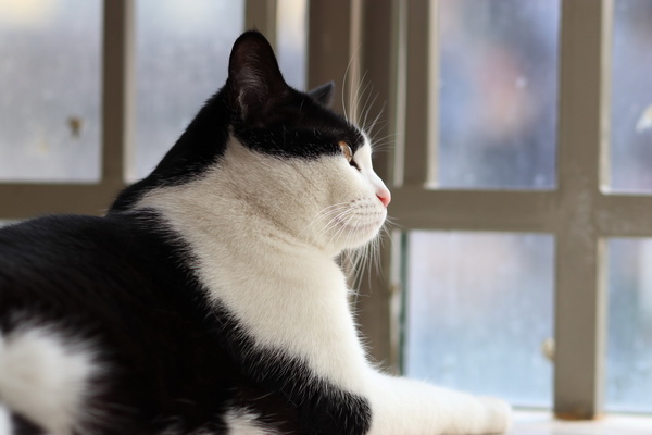 佳能eos1dxmarkiii,佳能eos77d相机使用效果怎么样