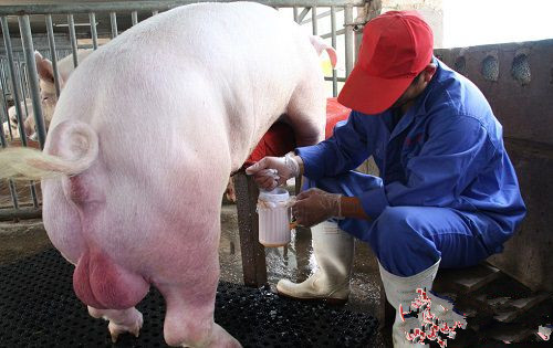 养猪场人工授精关键技术,猪场人工授精操作规范