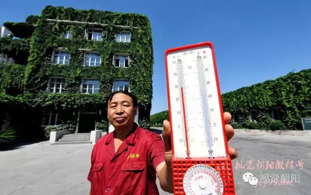 爬山虎翡翠图片大全,翡翠屏障