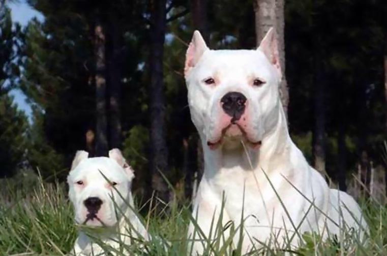 各个国家的土狗图片,20个国家土狗图片