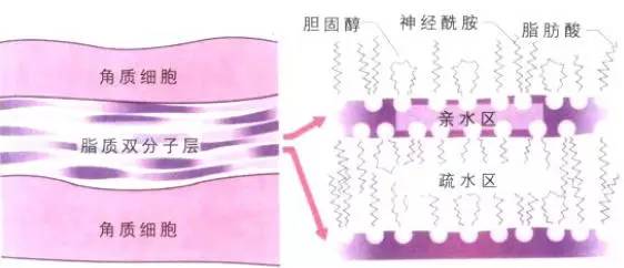 玩命儿补水还是感觉肌肤紧绷绷?也许该考虑试试这些护肤品了