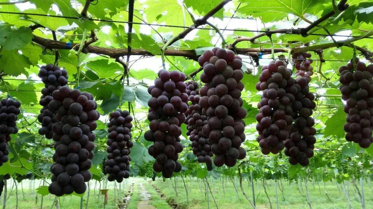 健康养生鲜酿酵素,一杯鲜酿酵素的快乐