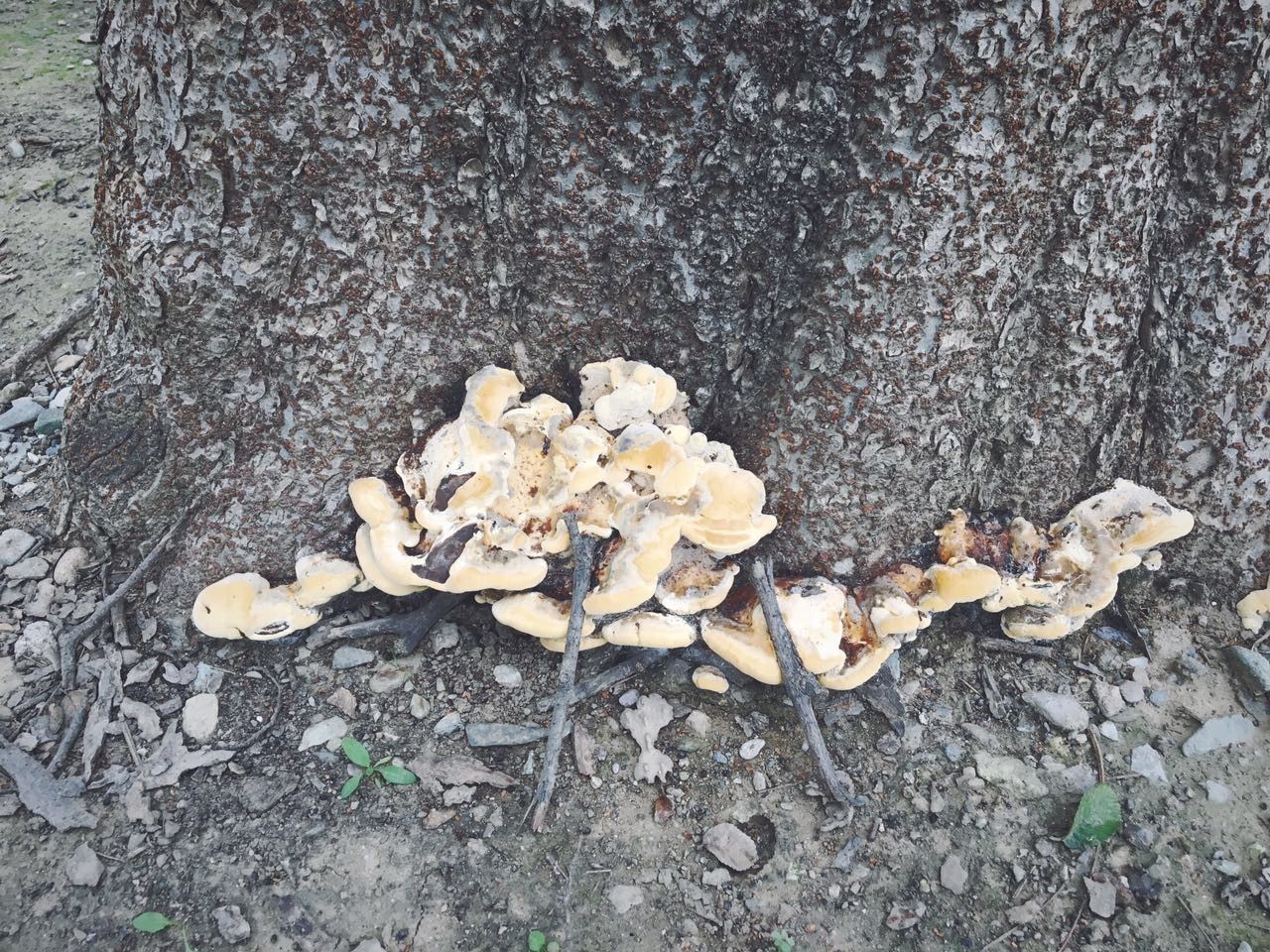 野生蘑菇是侧耳还是平菇,野生蘑菇黑的好还是白的好