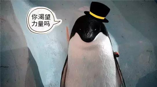 你以为他们在喂企鹅，其实他们在练腹肌