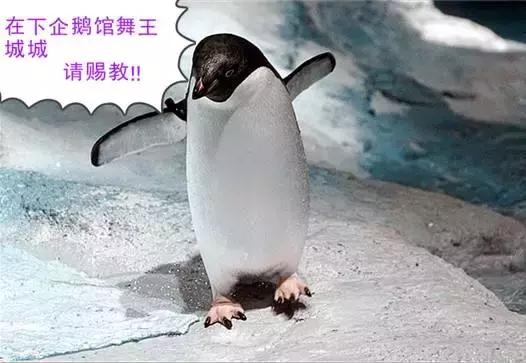 你以为他们在喂企鹅，其实他们在练腹肌