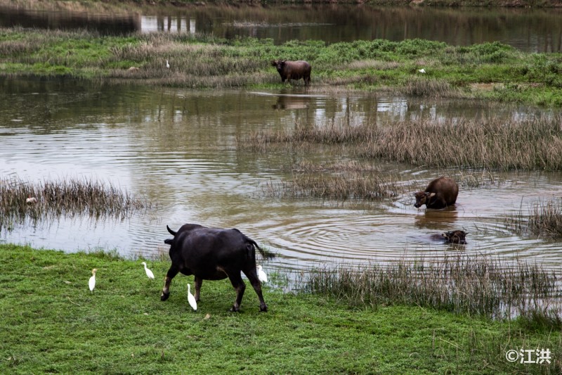 大美金寨:这里是人间天堂,这里是中国长寿之乡