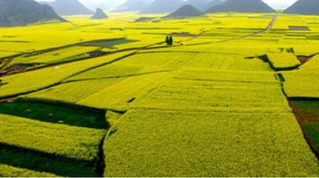 让农民赚钱的项目,农民致富的4个真实案例