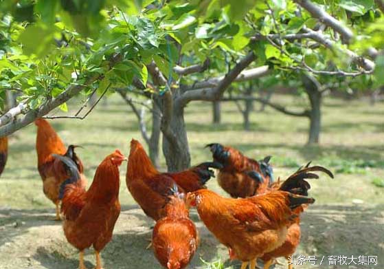 蛋鸡散养和圈养的好处,蛋鸡难养的原因