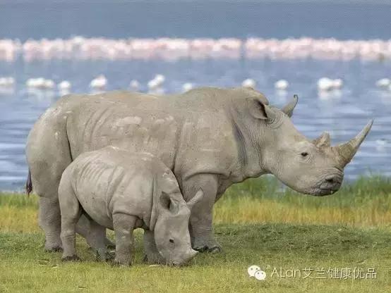 犀牛原角特征,犀牛的角的辨别标准