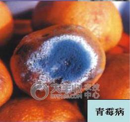 柑橘贮藏保鲜技术与步骤简介图,柑橘摘果后如何保管