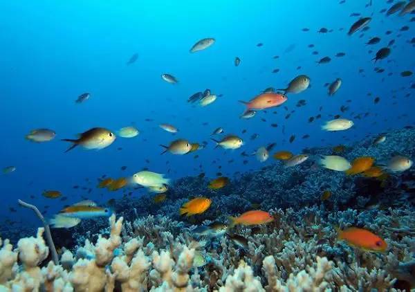 泰国沙美岛潜水有套路吗,泰国普吉岛潜水泳镜