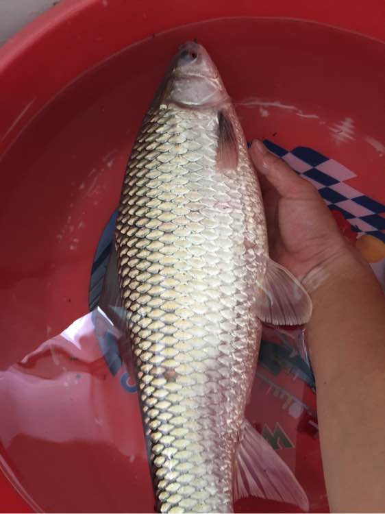 简单即快乐!1元的漂,杂牌3米6照样降服大麦鲮