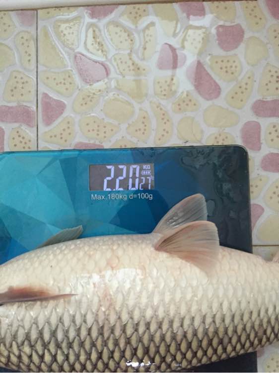 简单即快乐!1元的漂,杂牌3米6照样降服大麦鲮