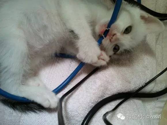 猫和网线坏了怎么办,猫和老鼠致命问题