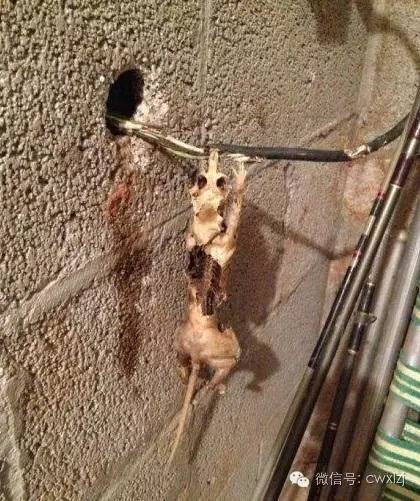 猫和网线坏了怎么办,猫和老鼠致命问题