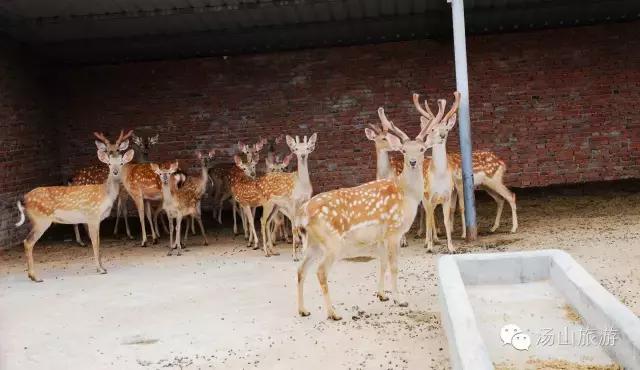 天气这么好，一起来汤山钓鱼、骑马、吃鹿肉、看鳄鱼吧！