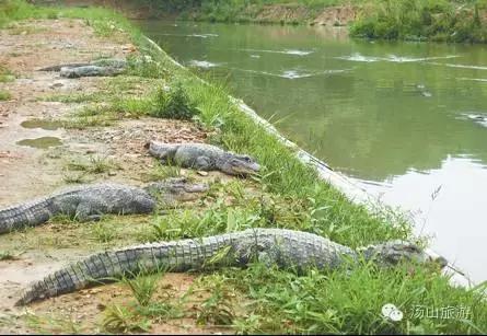 天气这么好，一起来汤山钓鱼、骑马、吃鹿肉、看鳄鱼吧！