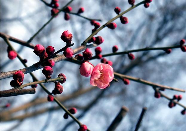 卵巢囊肿挡住成熟的卵泡,卵巢囊肿挡住输卵管