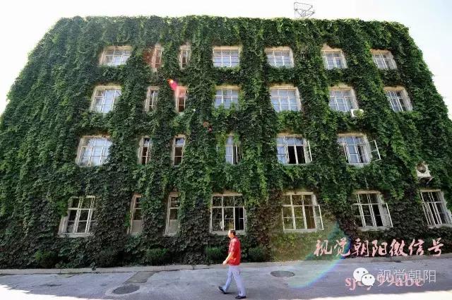 爬山虎翡翠图片大全,翡翠屏障