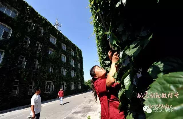 爬山虎翡翠图片大全,翡翠屏障