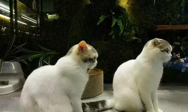 猫咪咖啡馆哪家最好,武汉有哪些猫咪咖啡厅