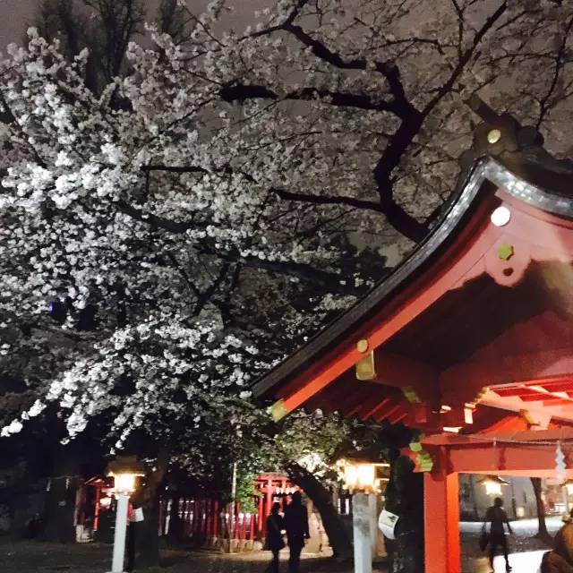 日本东京单人行攻略,去东京自由行攻略