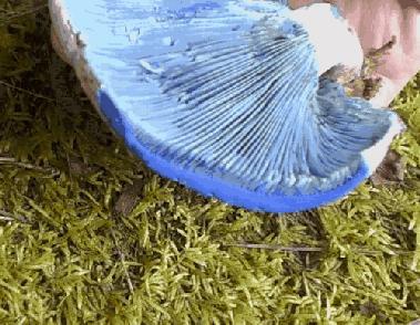 野生蘑菇是侧耳还是平菇,野生蘑菇黑的好还是白的好