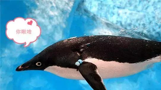 你以为他们在喂企鹅，其实他们在练腹肌