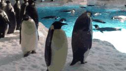 你以为他们在喂企鹅，其实他们在练腹肌