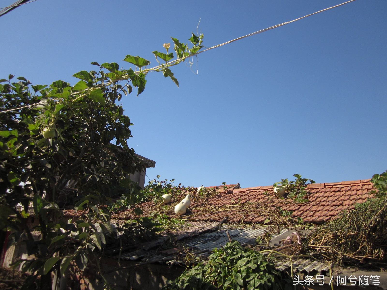 农村人最爱种植的20种“瓜”,你认识几个?|阿兮随笔