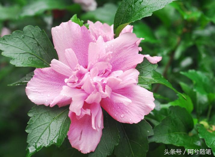 适合种植在庭院的植物大全,农村常见的植物盆栽