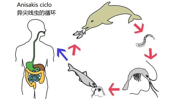 经常吃生鱼片应该吃点啥药,吃生鱼片有什么好处和坏处