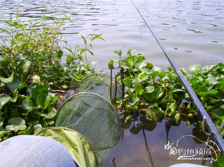 民间特色钓法,径河野钓地点