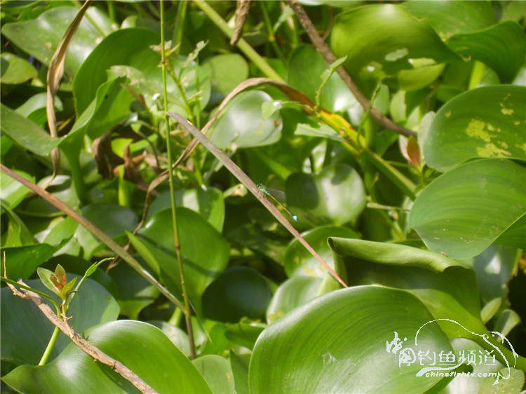 民间特色钓法,径河野钓地点