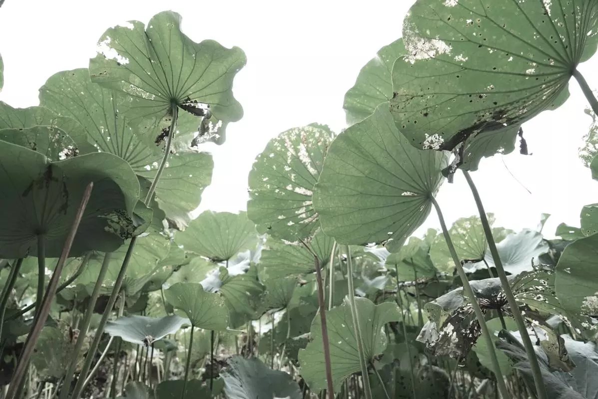 秋天的荷叶的样子,秋天的荷叶和月亮的诗句