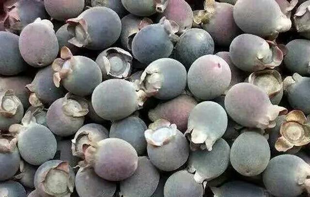 稔子根煮汤好喝吗,山稔子根煲汤有奇效