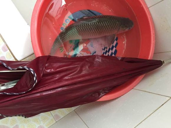 简单即快乐!1元的漂,杂牌3米6照样降服大麦鲮