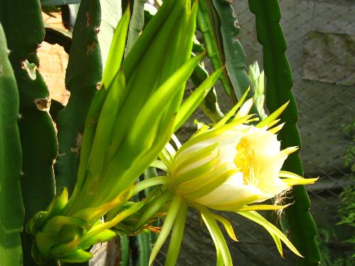 霸王花煲汤的最佳做法,霸王花煲汤做法