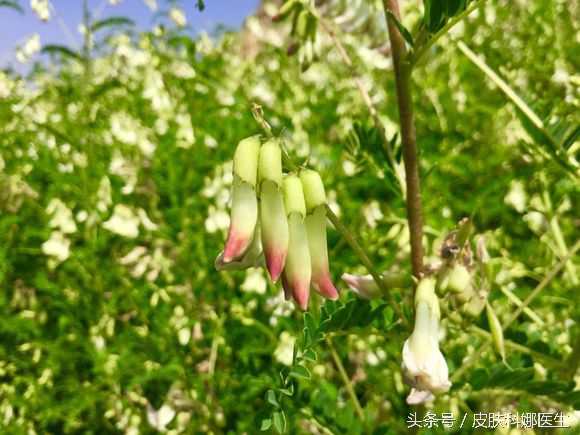 补气升阳的药有啥用,三味中药降血压降脂降糖