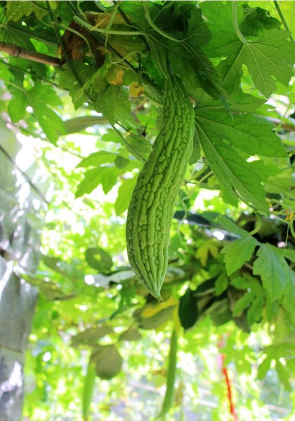 苦瓜炒饭制作方法,苦瓜木耳炒肉