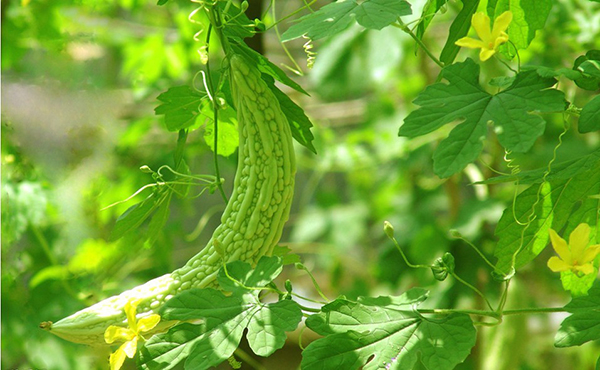 苦瓜炒饭制作方法,苦瓜木耳炒肉