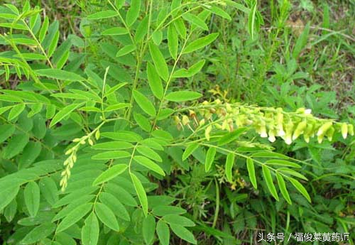 苦参不能与什么药配伍,苦参是不是西洋参