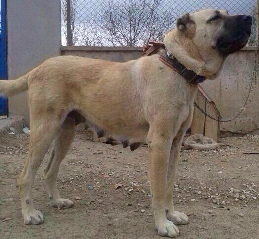 各个国家的土狗图片,20个国家土狗图片