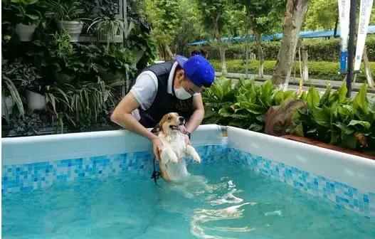 猫咪咖啡馆哪家最好,武汉有哪些猫咪咖啡厅