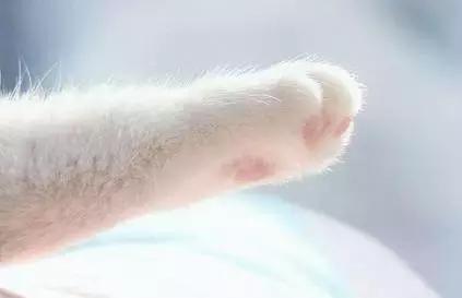 猫咪咖啡馆哪家最好,武汉有哪些猫咪咖啡厅