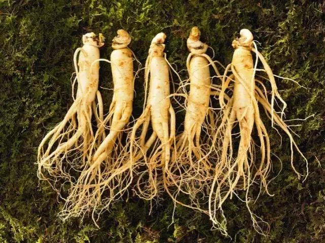 千年参和三伏灸的区别,正宗百年野山参