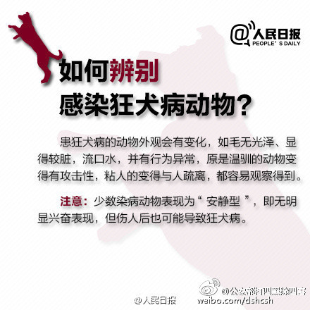 怎么知道狗携带有狂犬病毒,咋样知道有没有狂犬病发作