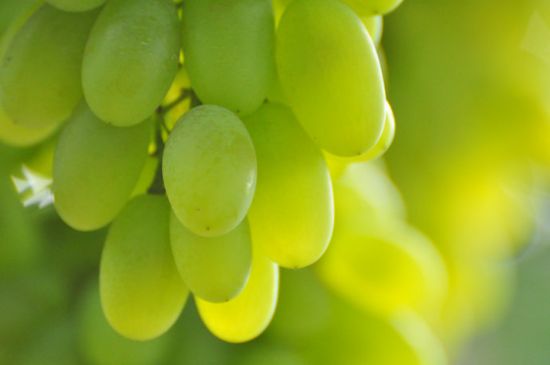 葡萄是不是不能跟西瓜一起吃,葡萄不能和什么一起食用