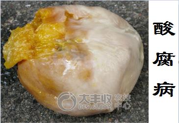 柑橘贮藏保鲜技术与步骤简介图,柑橘摘果后如何保管